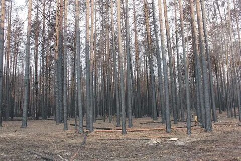 Лес сейчас