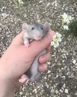 Крысы съели дамбу