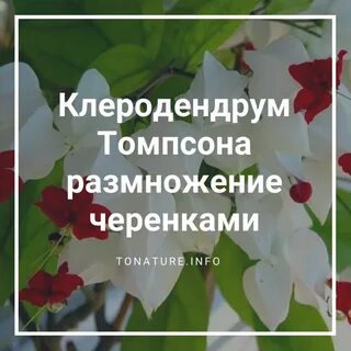 Клеродендрум томпсона размножение