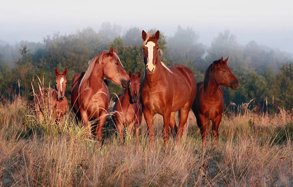 Horse family