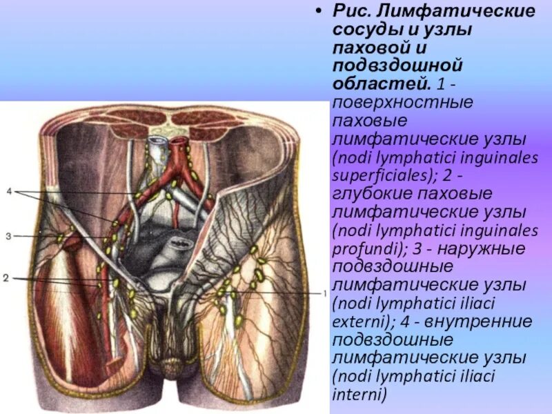 Воспаление паховых лимфоузлы. Воспалились паховые лимфоузлы. Лимфатическая система члена. Поверхностные паховые лимфатические узлы. Паховые лимфоузлы анатомия.