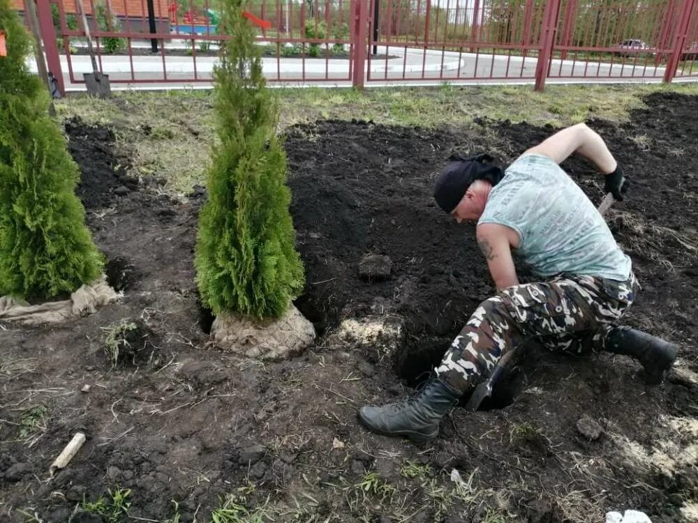 Высадка туй. Посадочная яма для туи Смарагд. Корни туи Ауреа. Посадка туи крупномер. Посадка крупномеров туи осенью.