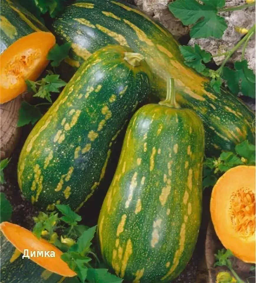 Тыква кустовая сорта