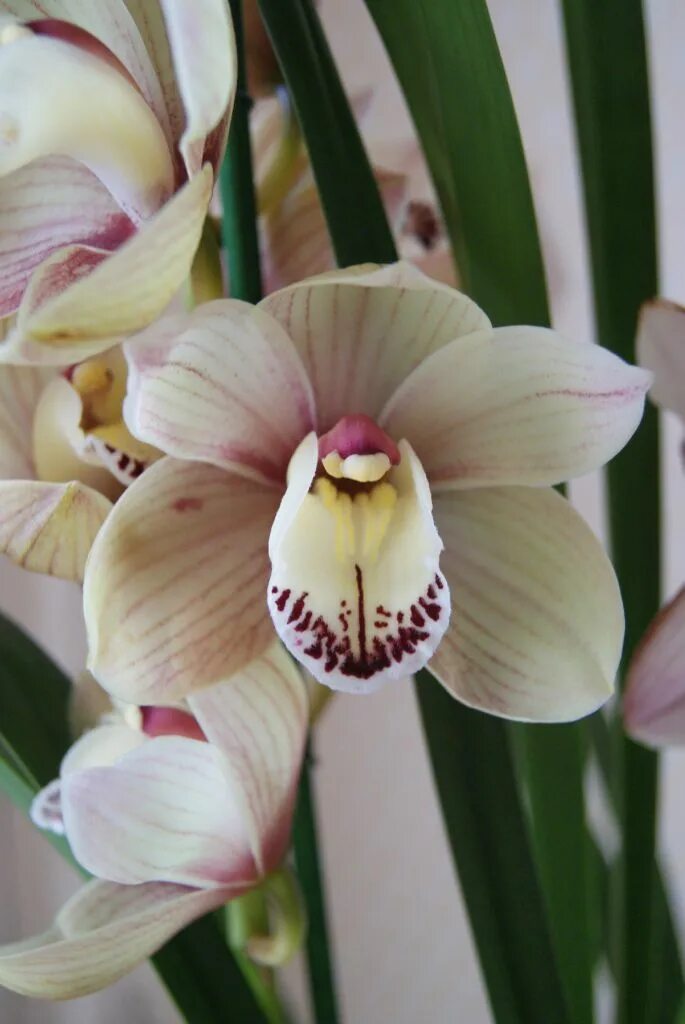 Орхидея цимбидиум как ухаживать. Орхидея Цимбидиум. Орхидея Цимбидиум белая.