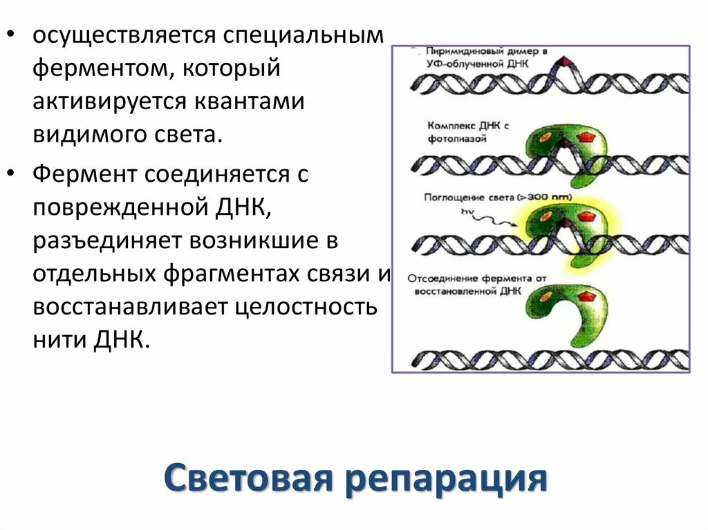 Репарация ДНК световая эксцизионная. Схема световой репарации ДНК. Световая и темновая репарация. Ферменты репарации ДНК.