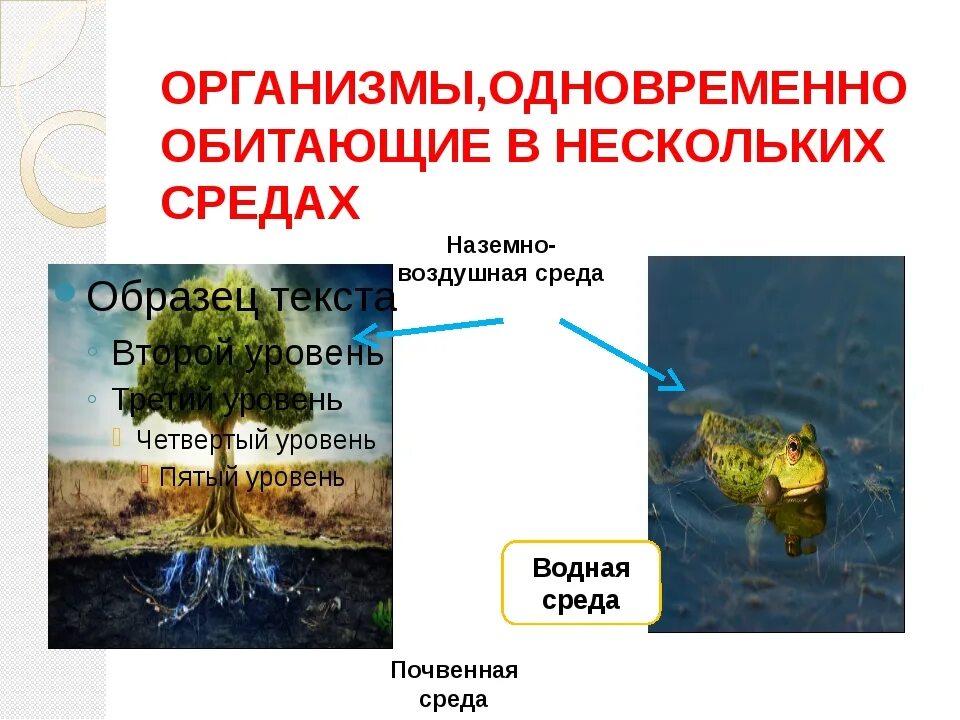 Организмы наземно-воздушной среды. Живые организмы наземно воздушной среды обитания. Наземно-воздушная среда жизни. Организмы обитающие в наземно воздушной среде. Многообразные связи человека с природой кратко