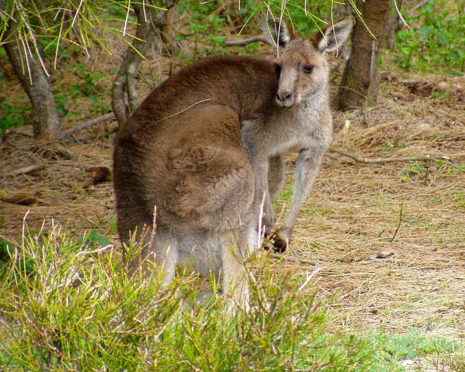 Животные обитающие в норвегии кенгуру. Macropus giganteus. исполинский кенгуру токсон. восточный серый (гигантский) кенгуру. классификация исполинский кенгуру.