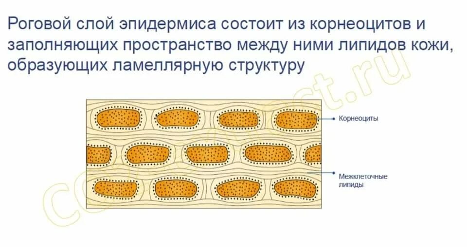 Лучшие липидные маски. Увлажнение кожи липиды в. Что такое липидный слой как его укрепить у сухой кожи.