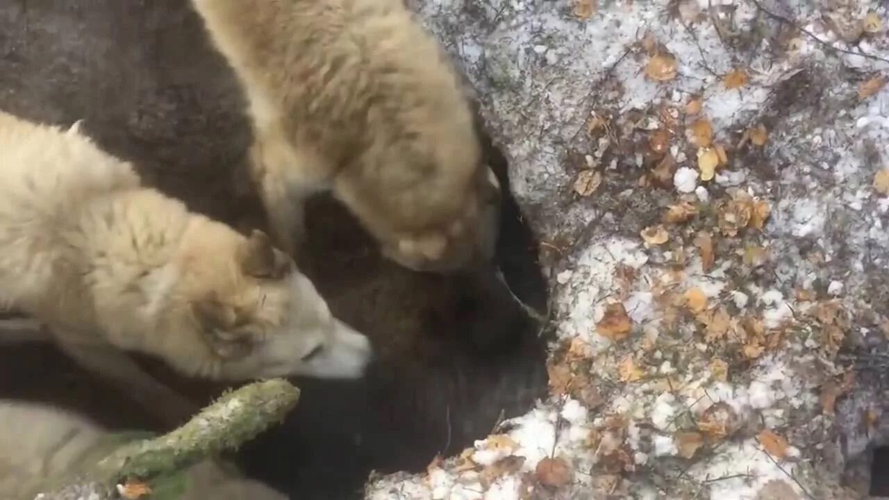 Охота с западносибирской лайкой на медведя. Охота на медведя с лайками на берлоге. Охота на медведя с лайками Западной Сибири.