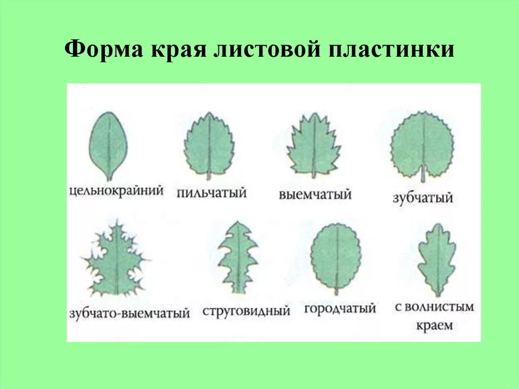 Линейная форма листа. Схема листовой пластинки. Листья форма края листовой пластинки. Формы цельных листовых пластинок. Классификация листьев по форме листовой пластинки.