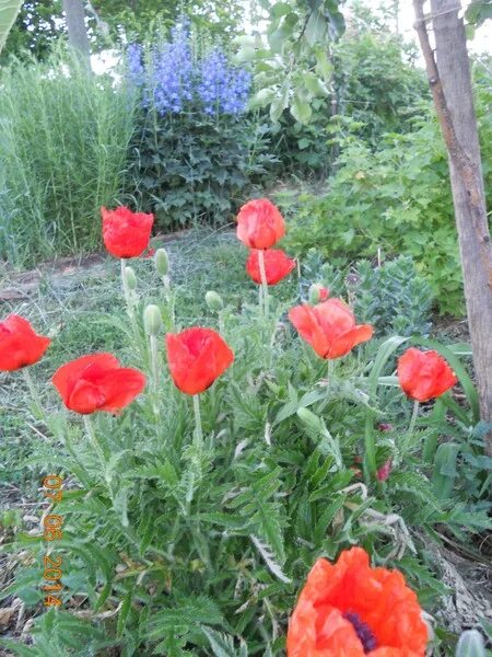 Мак декоративный многолетний. Мак растет в огороде. Вырастить декоративный мак на участке. Мак восточный фэнси фезер. Мак многолетний восточный компаньоны.