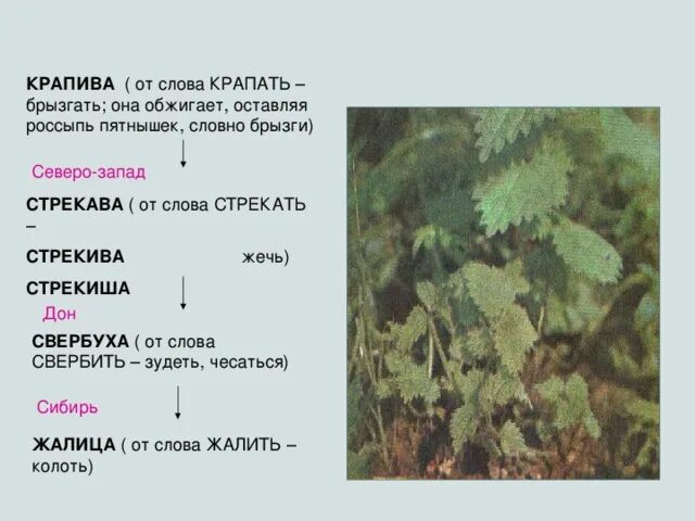 Крапива какое слово. Девиз крапива. жалица. крапива слова толкование. буква к крапива.