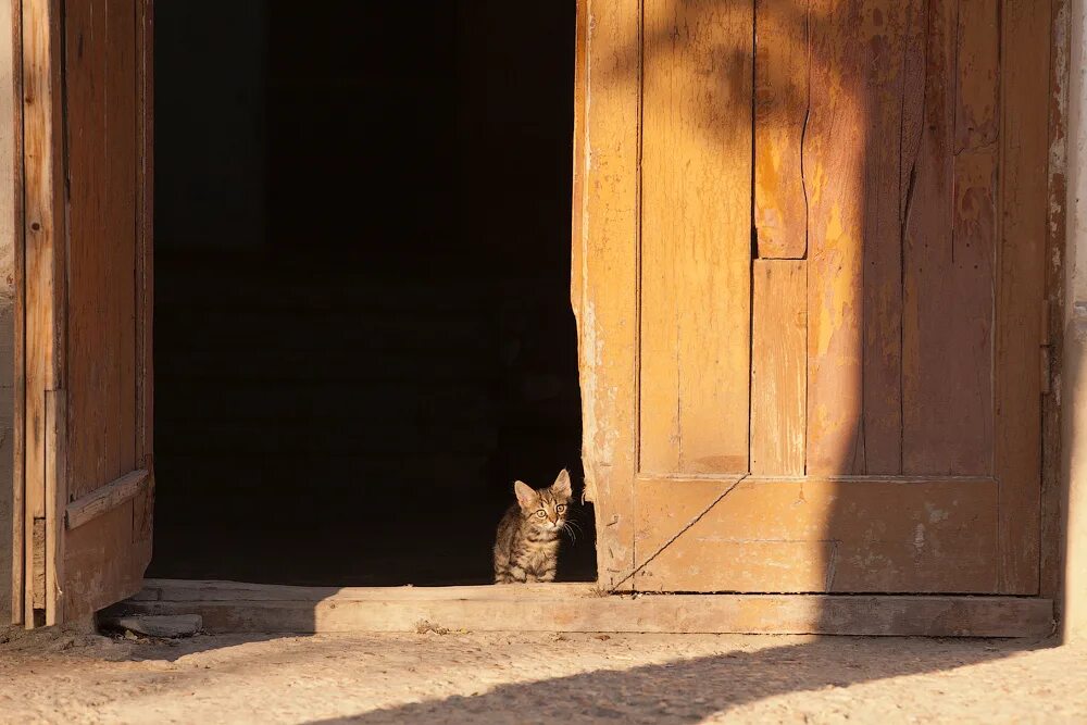 Пороге домой. Кот на пороге дома. Порог дома. Кот переступает порог. Переступить порог.