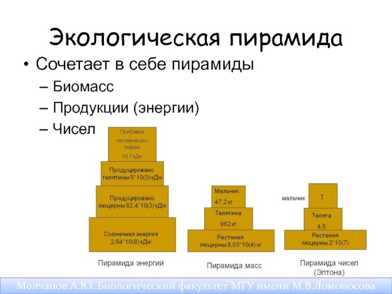 Типы экологических пирамид. Экологическая пирамида биогеоценоза. Экологическая пирамида энергии. Пирамида чисел биомассы и энергии.