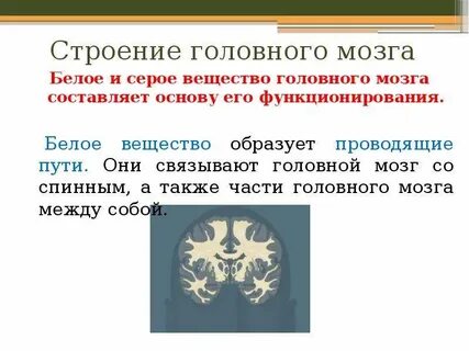 Форма серого вещества