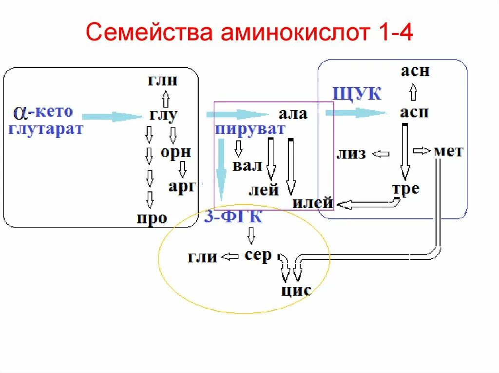 Ала асп. Семейства аминокислот. Синтез аминокислот. АСН аминокислота. Пути синтеза аминокислот.