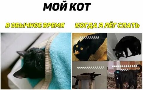 Мой кот кот кот когда был