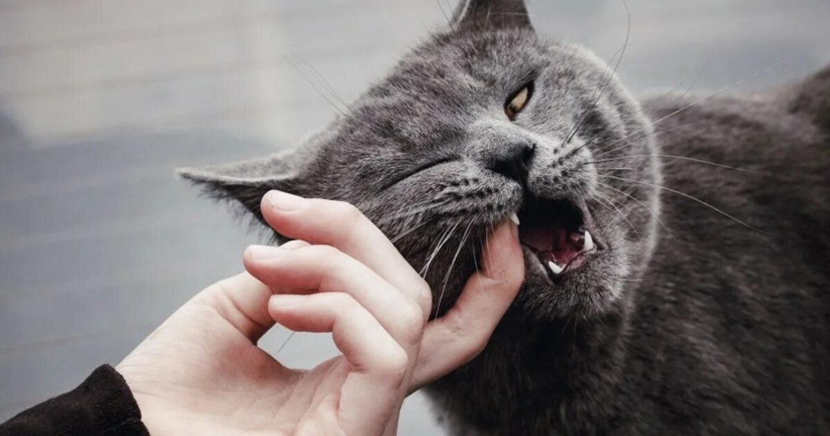 Кот бросается и кусается. Кусачая кошка. котики кусаются. кошка царапается.