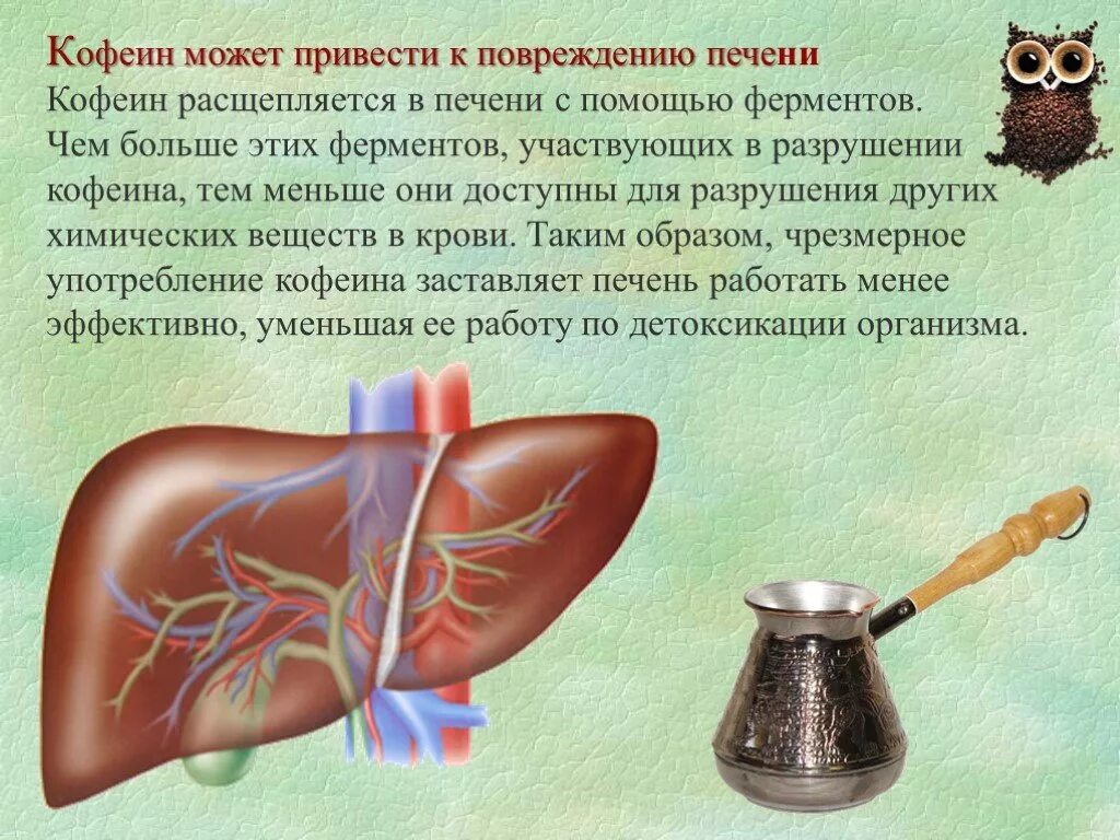 Кофеин и печень. Кофеин презентация. Кофеин в крови. Кофеин вывод.