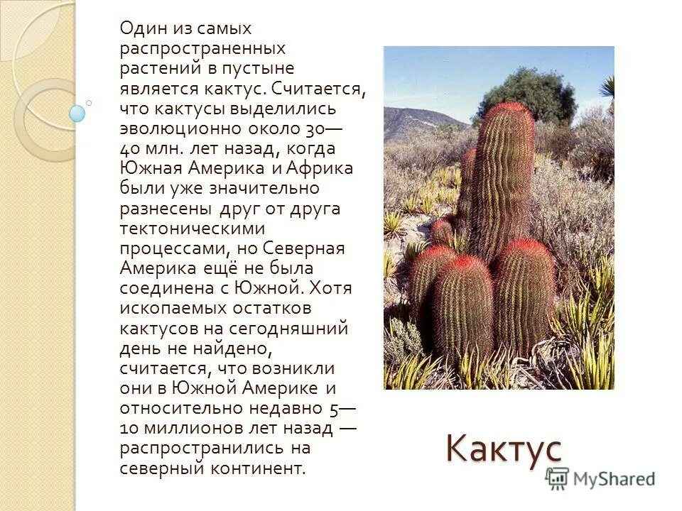 Кактус в какой природной зоне. Доклад про Кактус. Презентация на тему Кактус. Пустынные растения Кактус. Сообщение о пустынном кактусе.