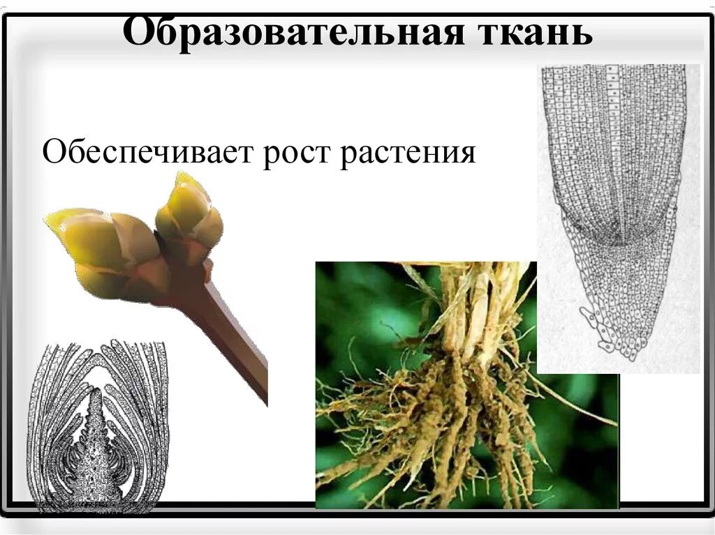 Меристематические ткани растений. Верхушечная меристема корня. Меристема растений это. Раневая меристема. Меристема ткани растений.