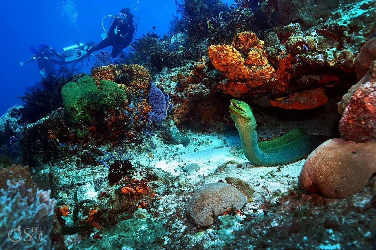 Коралловый остров анапа. Раджа ампат снорклинг. Остров на дне морском. Остров на дне морском. Дом на дне моря.