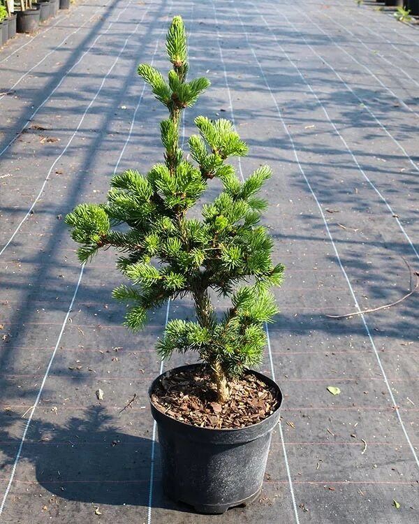 Ель лаки страйк. Ель колючая лаки страйк. Ель Picea pungens Lucky Strike. Ель колючая Лакки.