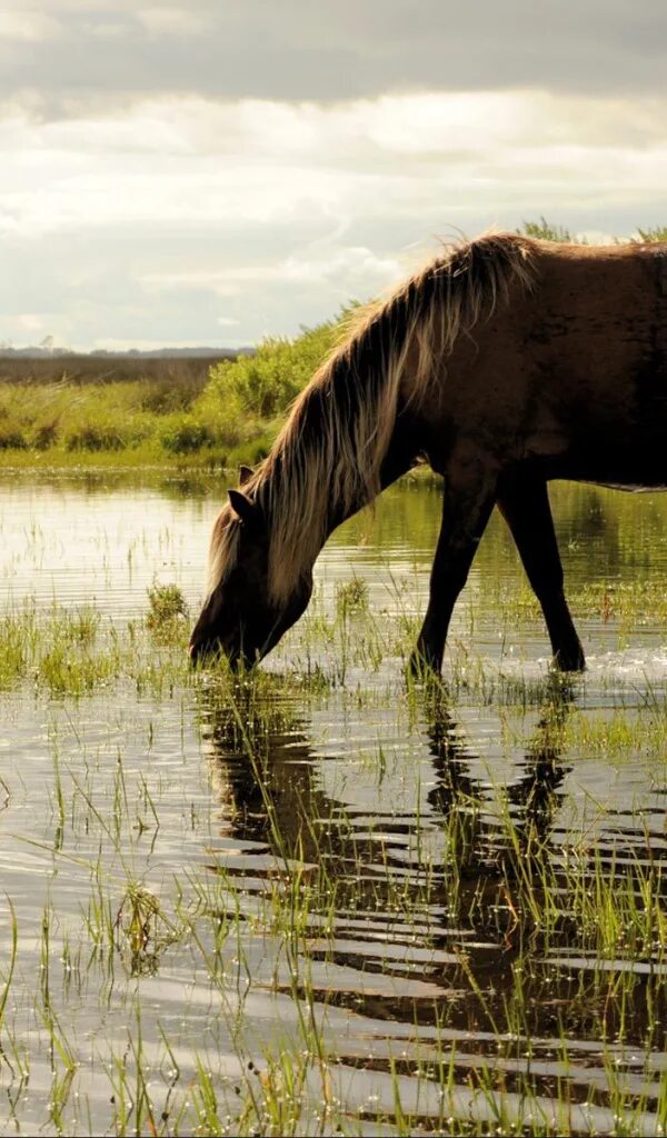 Лошадь пьет воду. Лошади на водопое. Лошади в воде. На водопое.