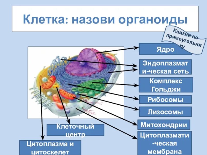 Клеточный центр ядро. Цитоскелет и клеточный центр. Клеточный центр эукариотической клетки строение и функции. Строение ядра эукариотической клетки. Цитоскелет клетки какой органоид