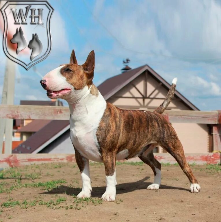 порода бультерьер. бультерьер. белый карликовый бультерьер. бультерьер стандарт. бультерьер стандарт.