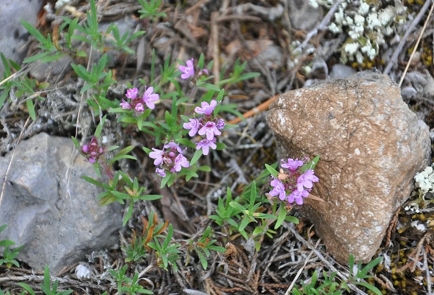 тимьян жигулевский. чабрец книга. чабрец книга. горький тимьян книга. тимьян малолистный.