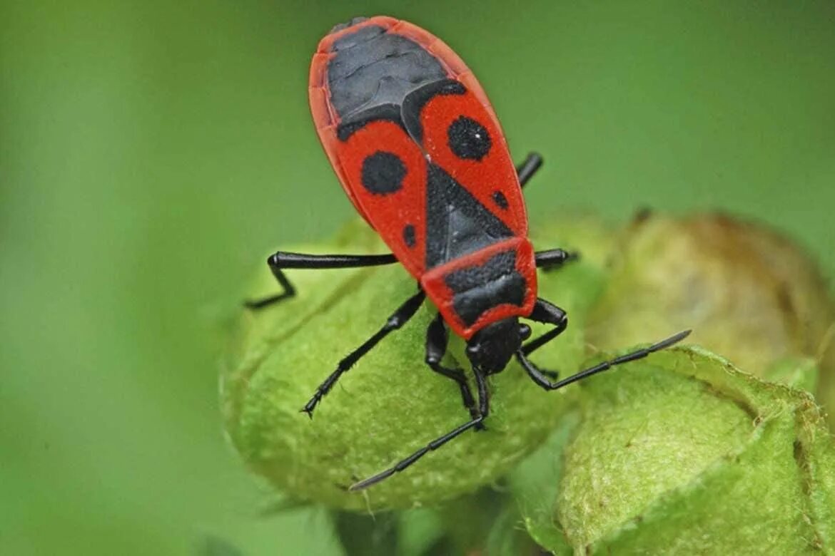 Клоп-солдатик – pyrrhocoris apterus. Клоп красноклоп солдатик. Клоп красноклоп. Жук красноклоп солдатик. Жук клоп солдатик красный.