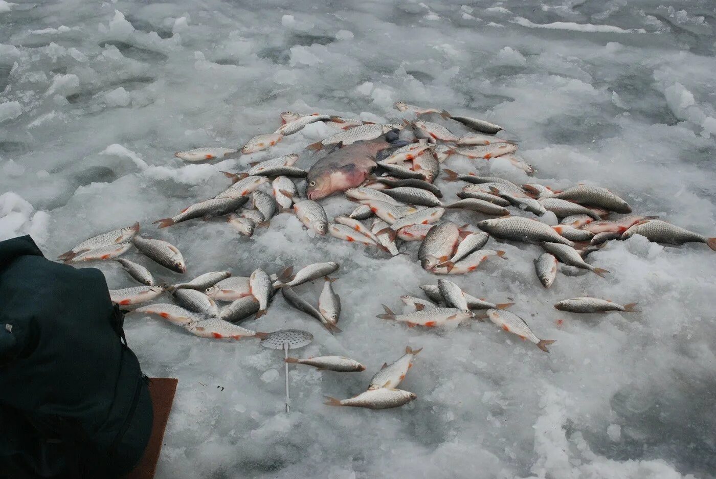 Ловить много рыбы. Зимний улов. Зимняя рыбалка улов. Куча рыбы на льду. Рыбы зимой.