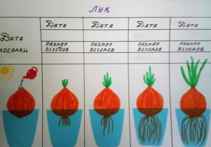 Дневник наблюдений за луком в детском саду