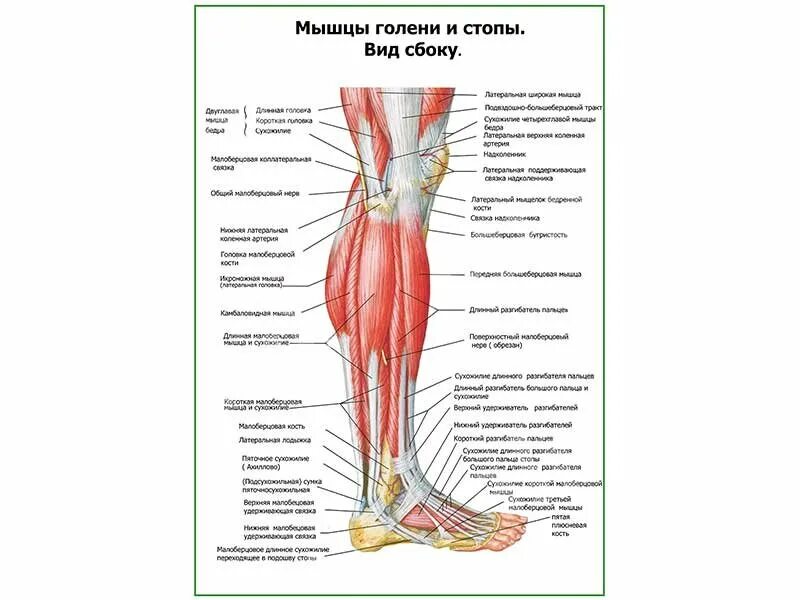 Строение ноги до колена. Мышцы голени и стопы вид сбоку. Строение ноги голень. Связки голени анатомия. Строение голени человека мышцы и сухожилия.