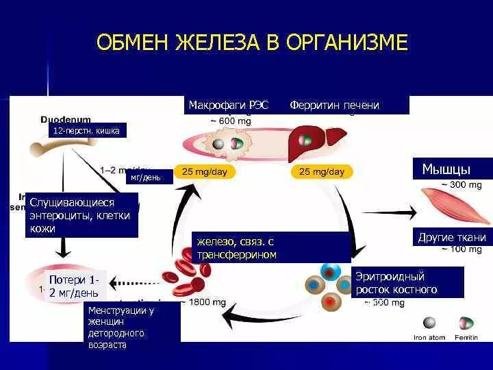 Железо в макрофагах