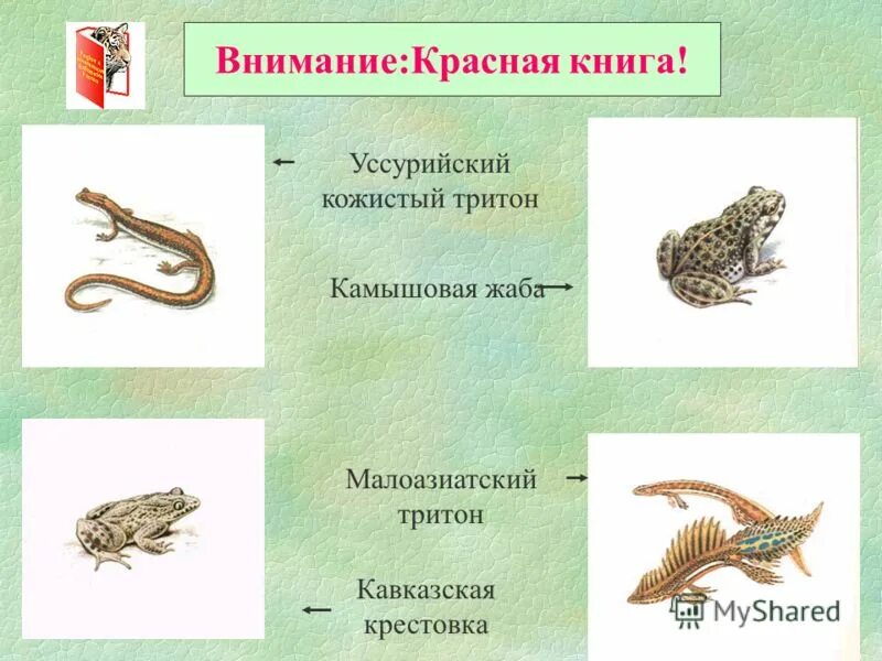 Тест по теме членистоногие биология 7 класс с ответами. Биология 7 класс тесты. Тесты по биологии класс. Тест по ракообразным 8 класс. Биология тесты 7 класс гекалюк.