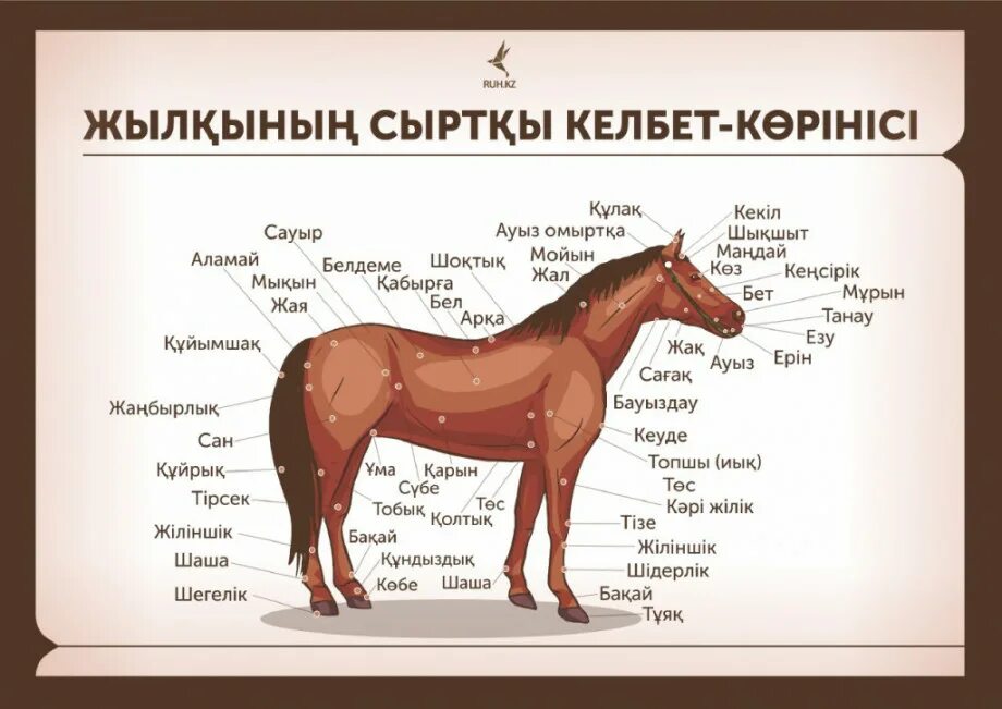 Части тела лошади для детей. Туловище лошади. Части тела лошади названия. Язык тела лошади.
