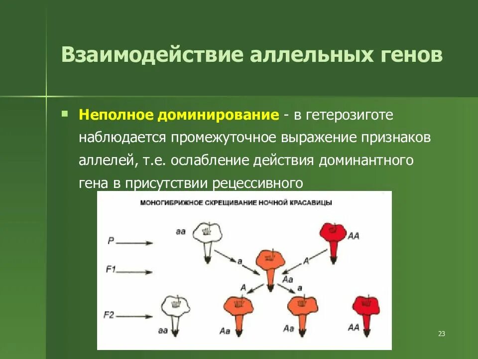 Аллельная пара генов это. Взаимодействие двух аллельных форм Гена это. Взаимодействие аллельных генов неполное доминирование. Типы взаимодействия аллельных генов. Взаисрдействме аллелтнвх Генра.