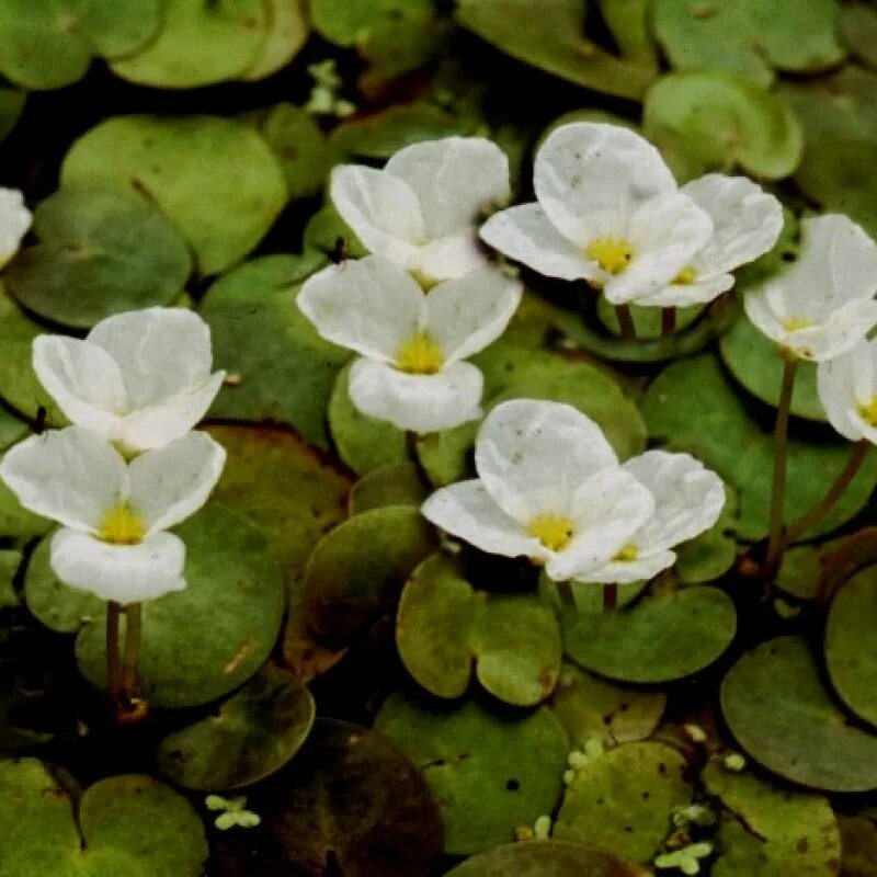 Водокрас обыкновенный. Водокрас Лягушачий. Водокрас Лягушачий (Hydrocharis morsus-Ranae). Водокрас обыкновенный (Hydrocharis morsus-Ranae).