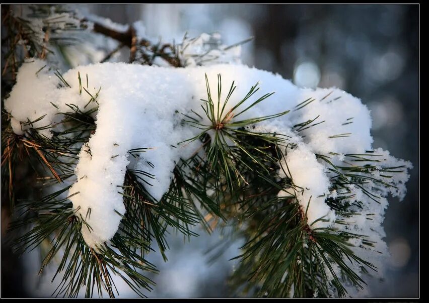 Хвойные под снегом. Сосны в снегу. Сосна под снегом. Сосновые ветки в снегу. Ветка сосны под снегом.