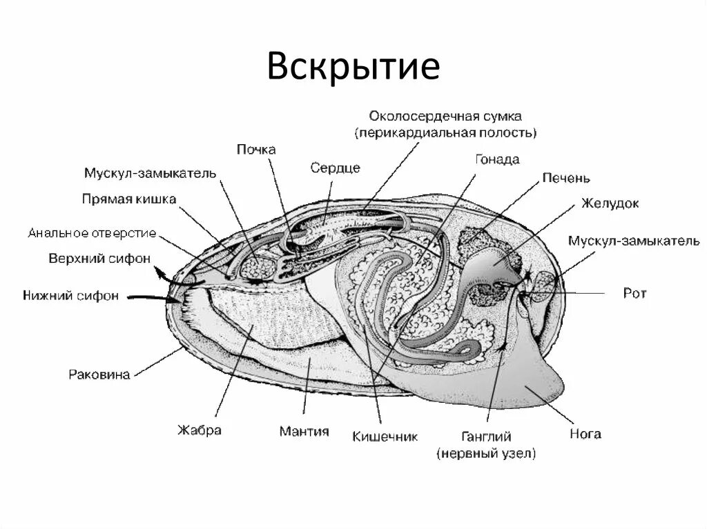 Внешнее строение двустворчатого моллюска беззубки. Лигамент у беззубки. Схема строения двустворчатого моллюска. Класс двустворчатые внешнее строение. Двустворчатые моллюски беззубка.