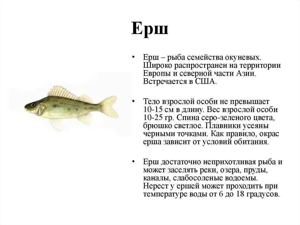 Ерш рыба описание для детей. Семейство окуневых рыба Ерш. Рыба Ерш ареал обитания. Сообщение о Ерше.