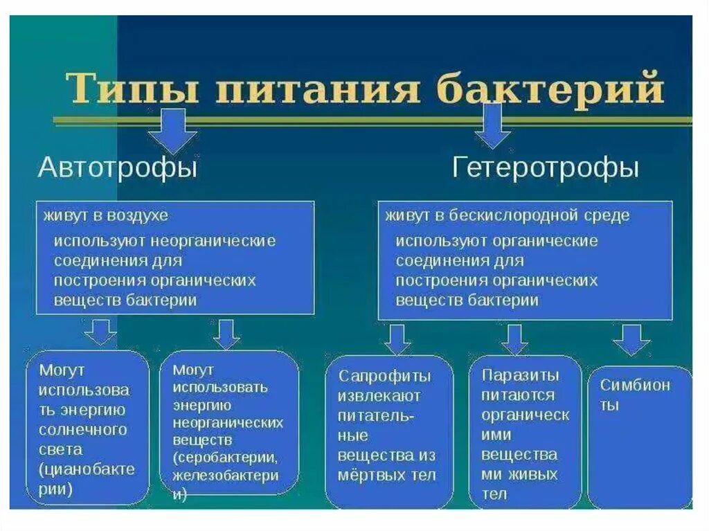 Тип питания бактерий гетеротрофы