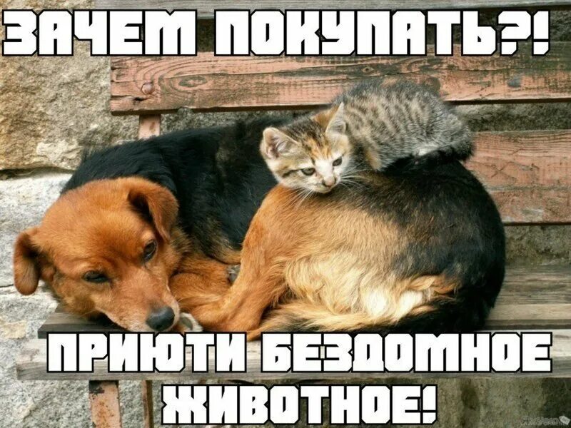 День защиты бездомных. Всемирный день бездомных животных. день бездомных животных 2025. всемирный день бездомных животных 2025. международный день защиты бездомных животных 2025.