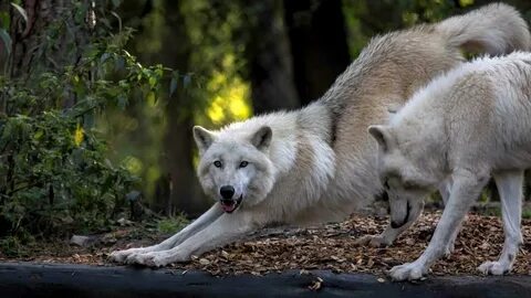 River wolves