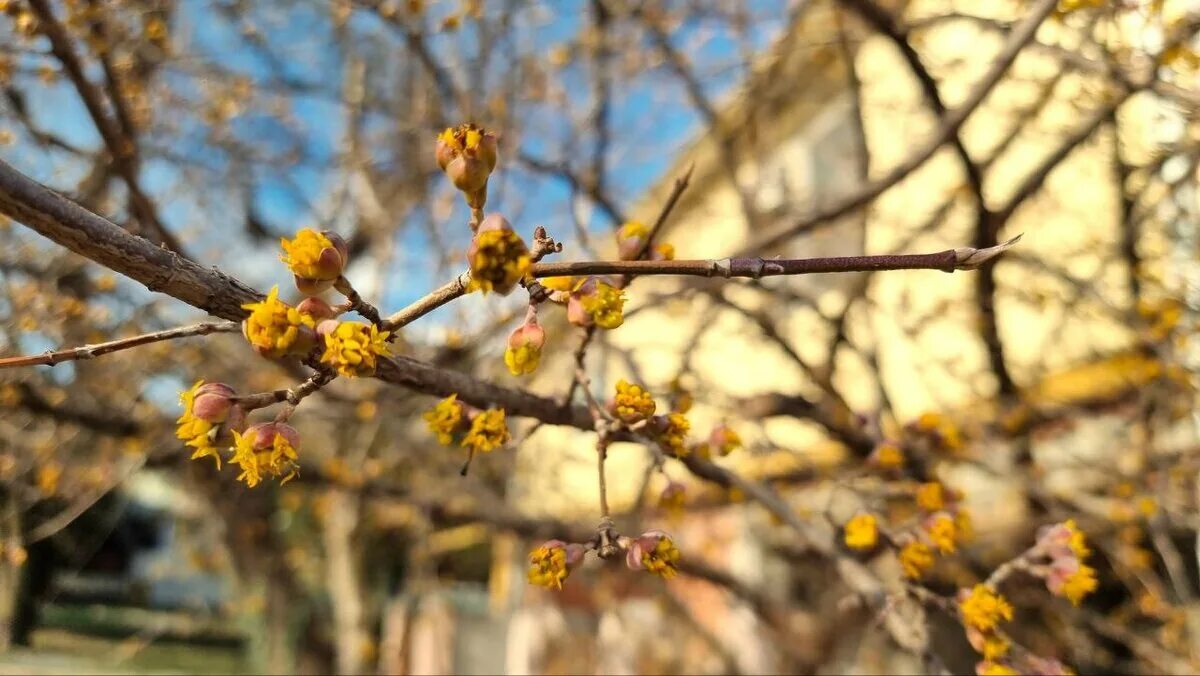 Крым цветет кизил фото. Кизил челябинская область