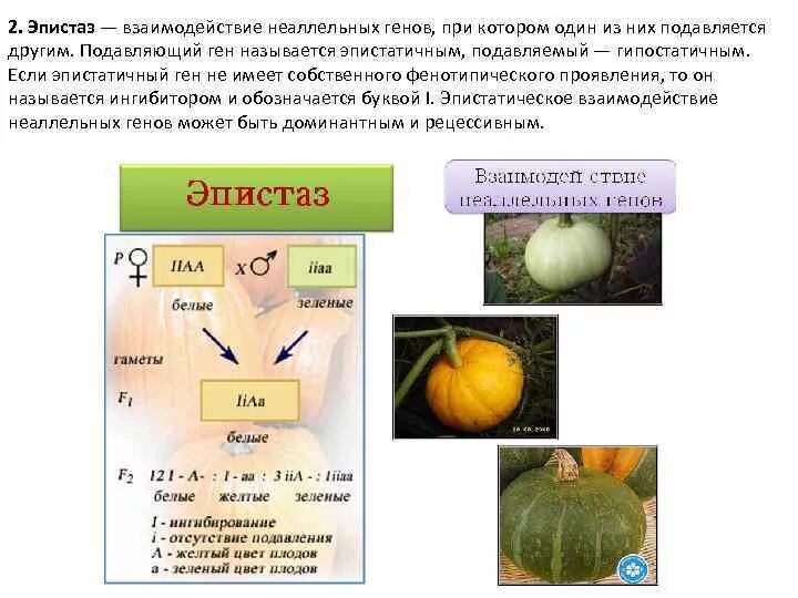 Какое взаимодействие является взаимодействием неаллельных генов