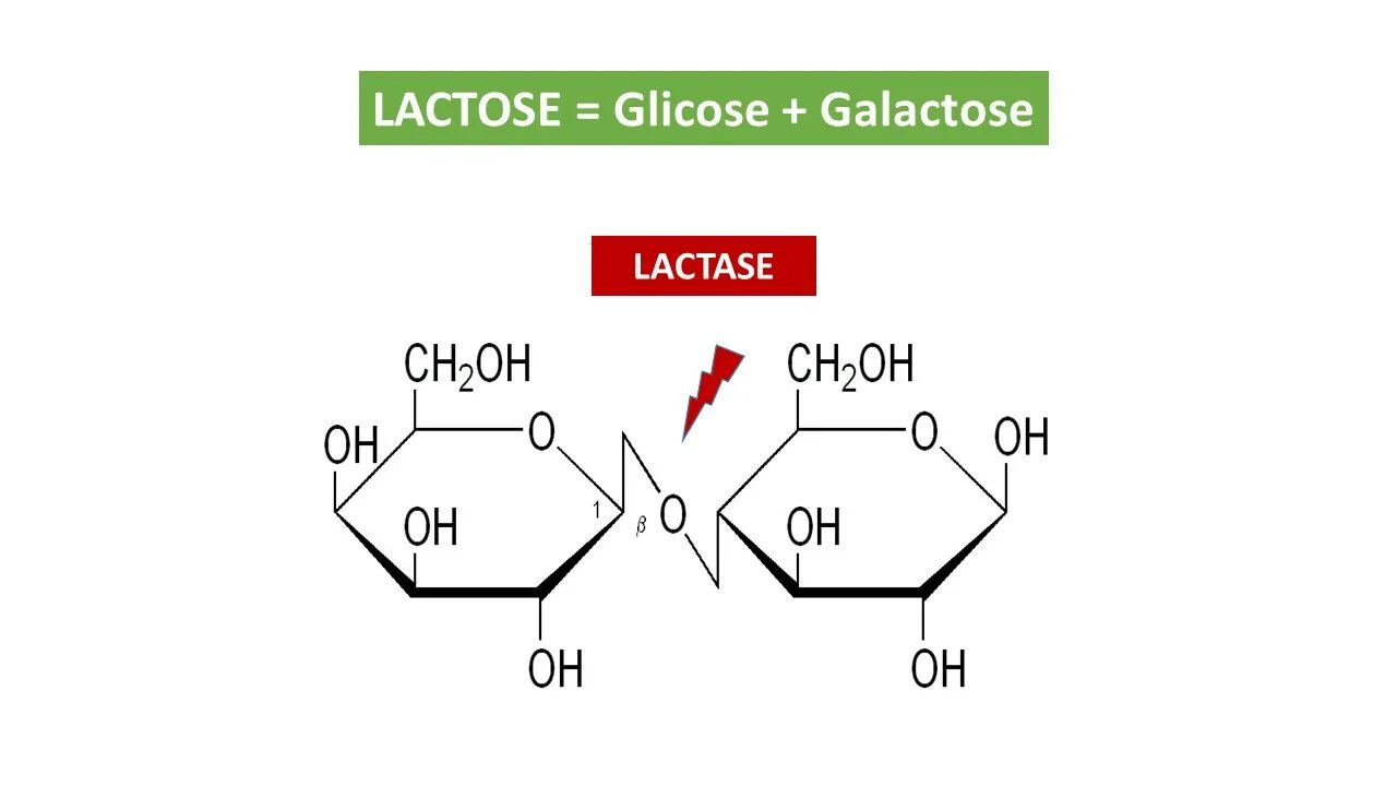 Лактоза усваивается организмом. Лактаза фермент формула. Реакция катализируемая лактозой. Лактаза схема действия. Лактоза структурная формула.