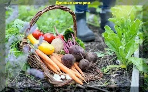 Сбор урожая после обработки